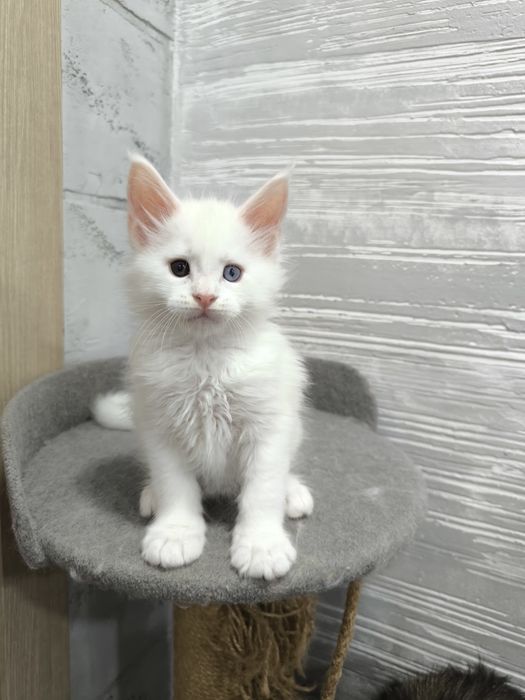 Продам котят Мейкун