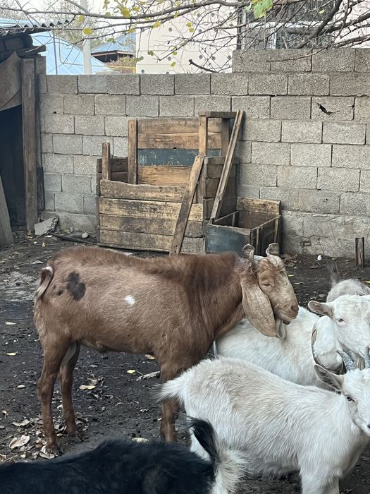 Ешкі битал сатылады