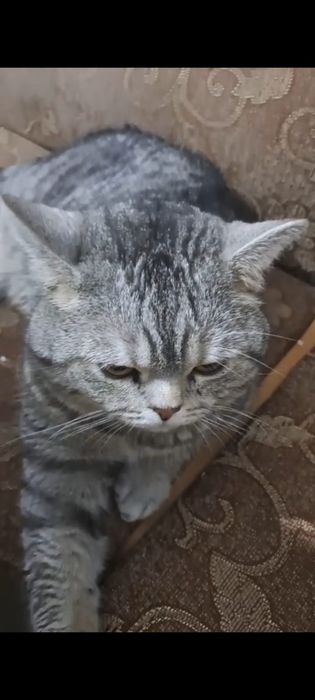 Бронь на котят родились 29 июня