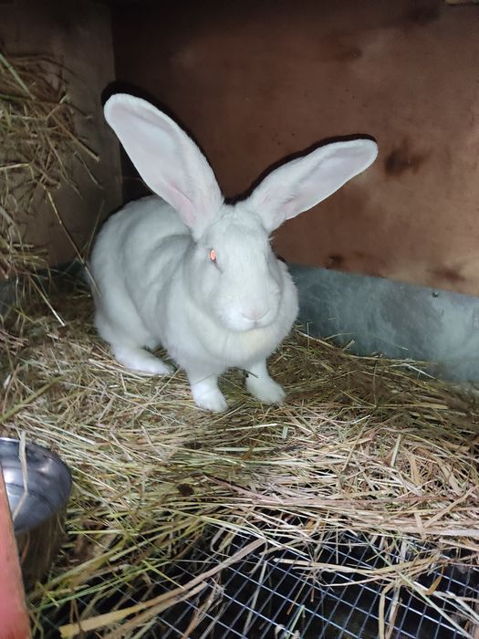 Продам самку Великана