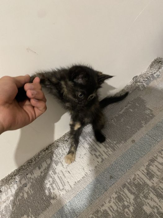 Милый домашний котёнок ищет дом