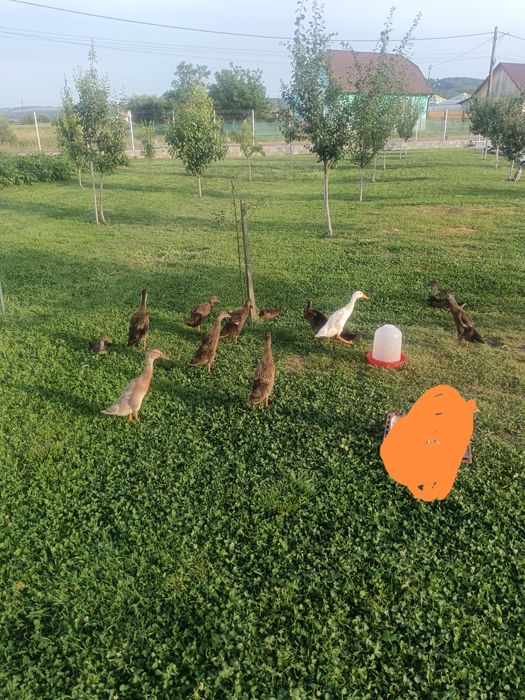 Rațe indiene alergătoare