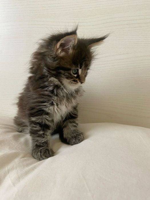 Красивые котята Мейн-Куны