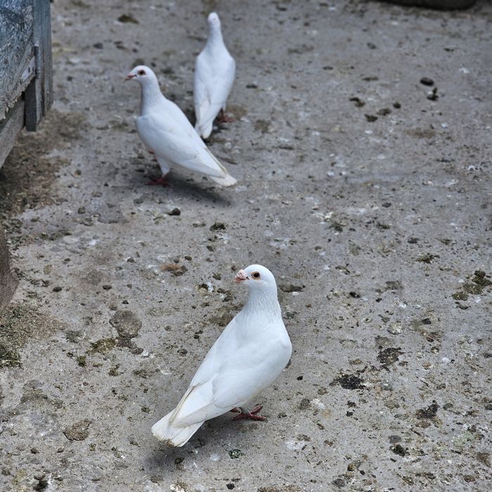 Porumbei de vanzare