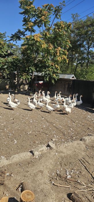 Vand gaste gânsaci