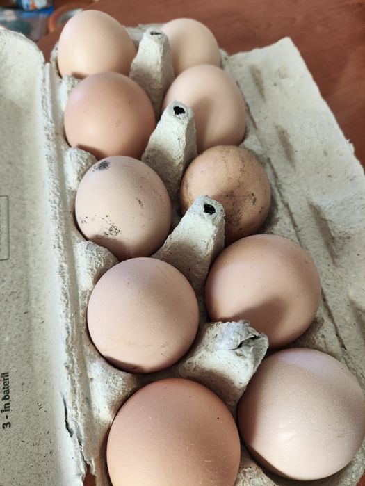 Oua de găină, de casa