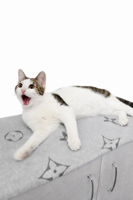 Молодой котик Гарри в семью