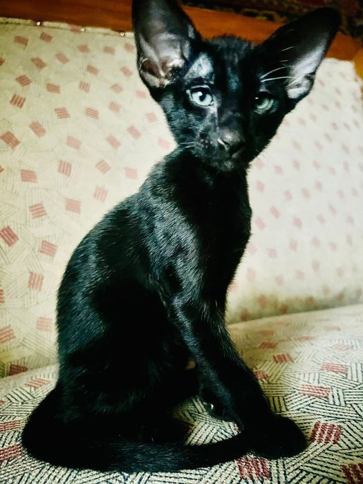 Ориентальные котята