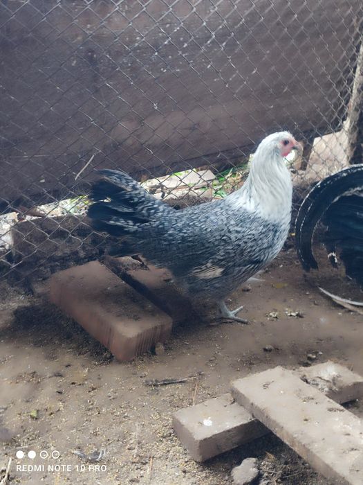 Разплодни яйца от Вествалска кокошка