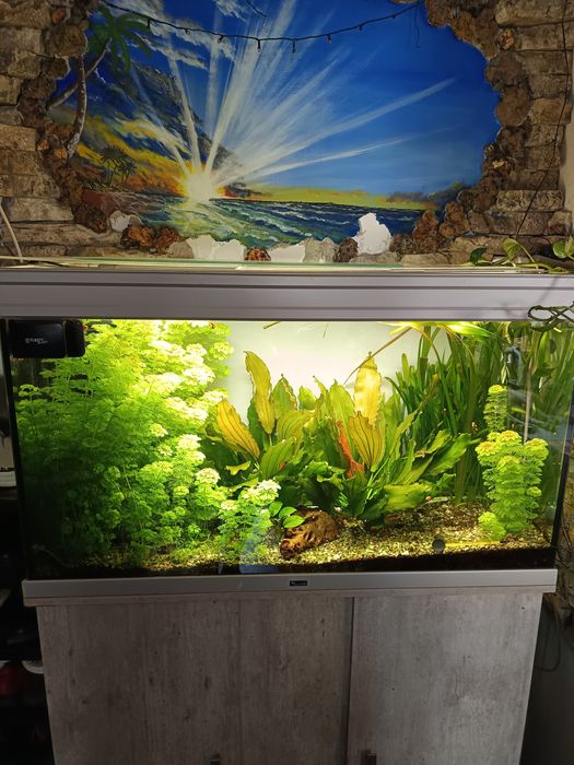 Acvarii cu suport și accesorii