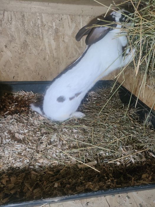 Iepuri Uriaș Pestriț German