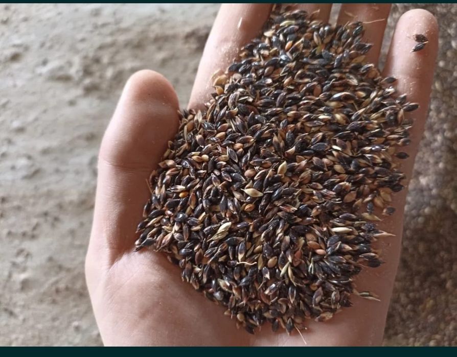 Суданка өте сапалы тұқым, 1 сорт