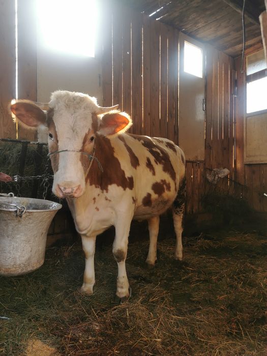 Juninca BR de talie mare gestanta în luna a 4 cu limuzin!