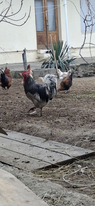 Harxil turdagi xuro'zlar bor 150 mingdan boshlanadi