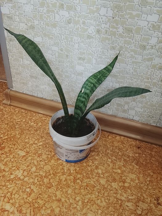 Продам комнатные цветы