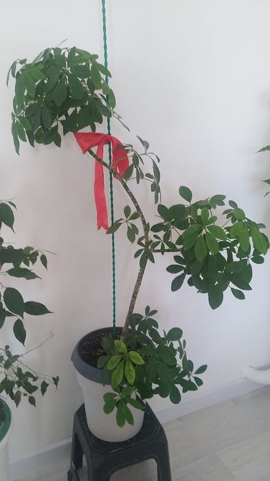 Гүлдер сатылады 1.20