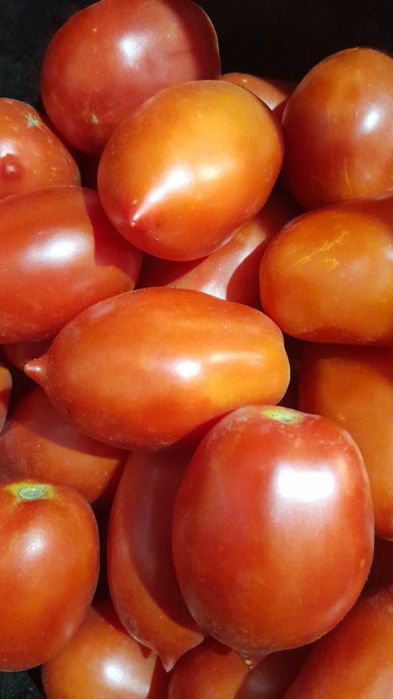 Продам домашние засолочные помидоры.