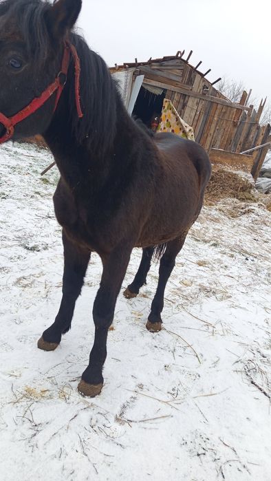 Schinb cu vitai sau pe vaca