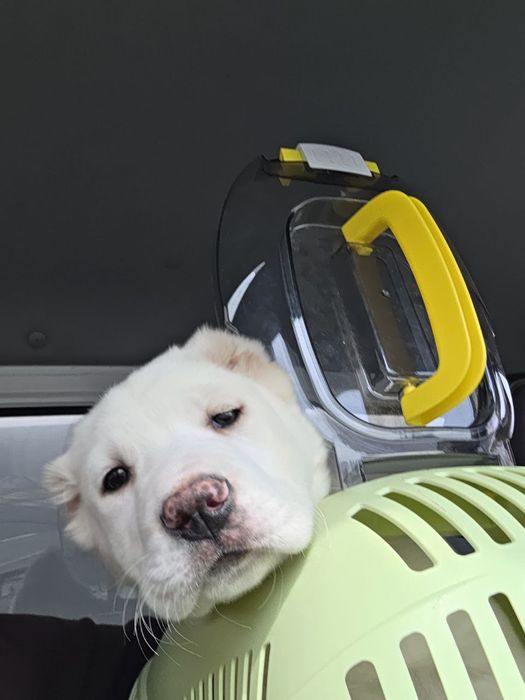 АЛАБАЙ ТОЗА сотилади