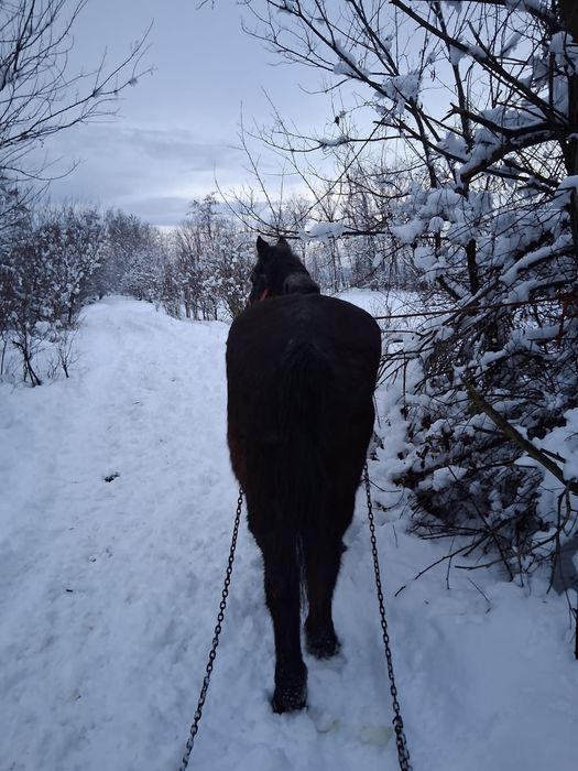 Vând cal cuminte garantat de căruț