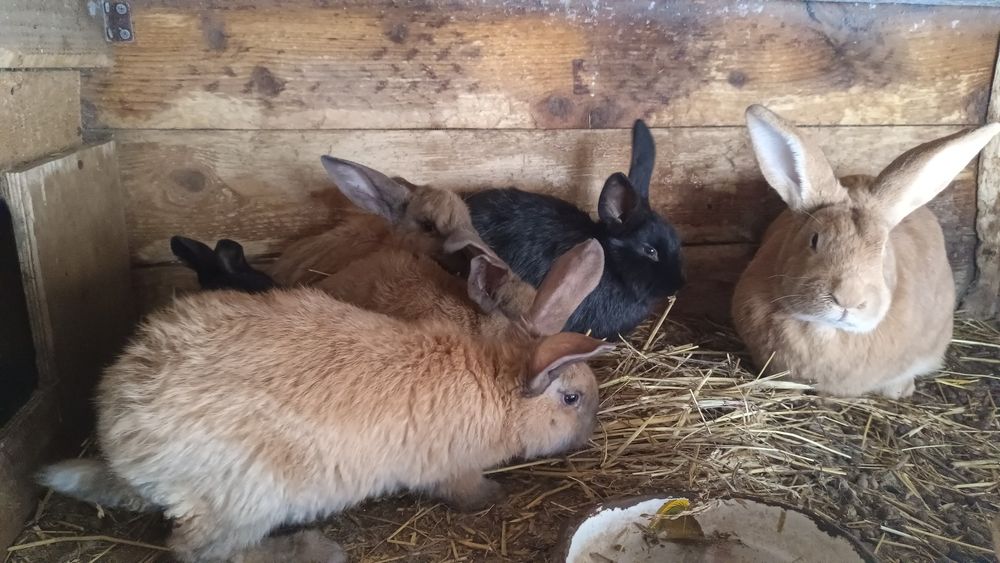 Продажа Кроликов