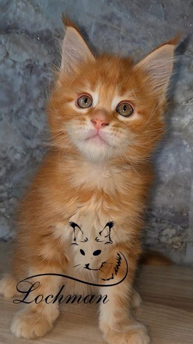 Котята породы Мейн-кун