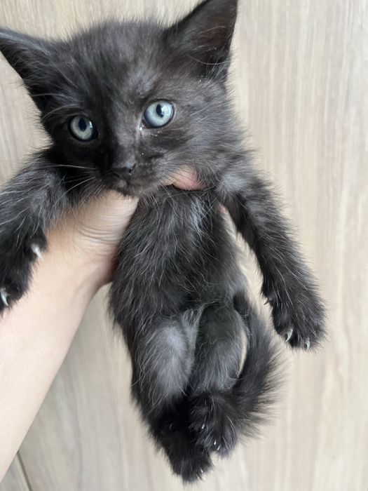 Отдам котят надежные добрые руки