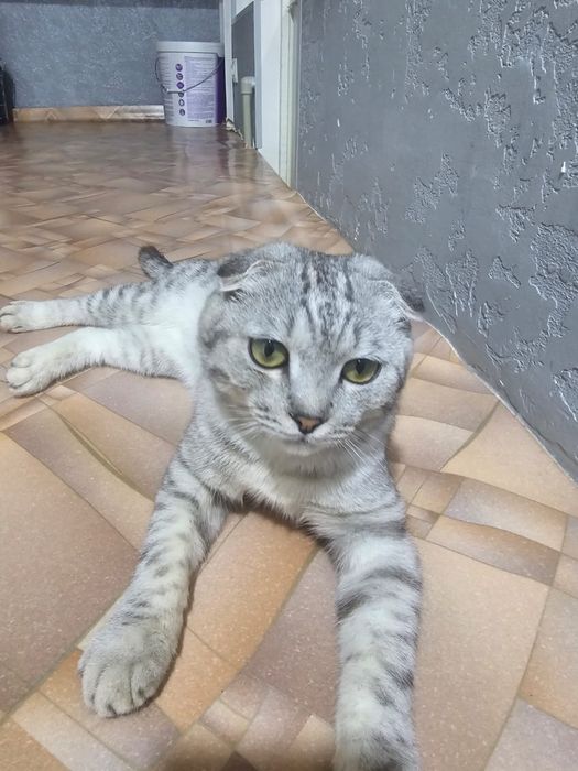 Срочно продается веслоух 6 месяцев