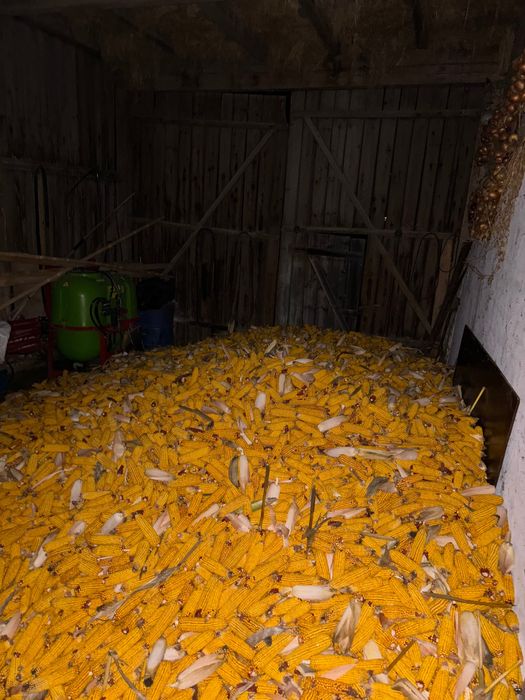 Porumb stiulete 2025