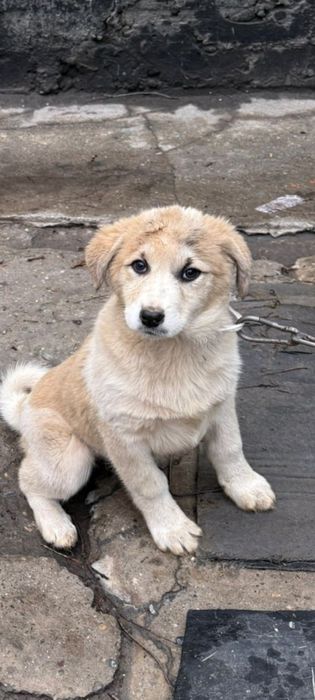 Собачка Алабай,продаю в добрые руки