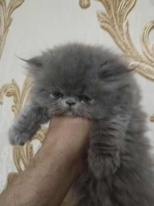 Персидские котята зксрималы