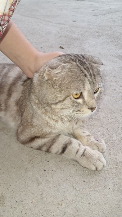 Scottish Fold mushik. Yoshi 2 yosh. Jinsi erkak. Sog'lom