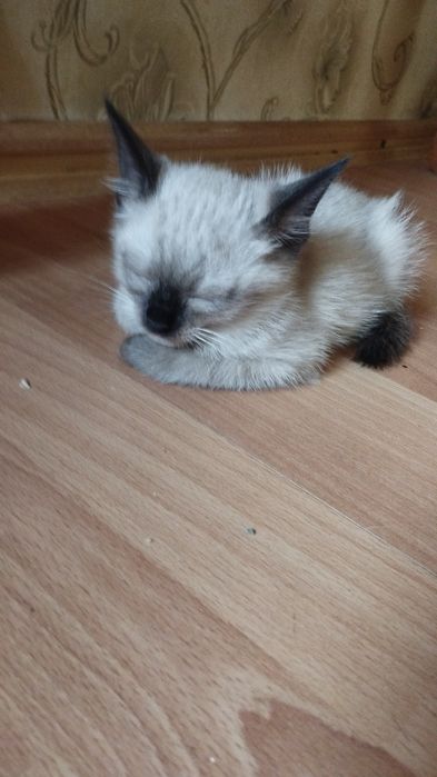 котята объявления