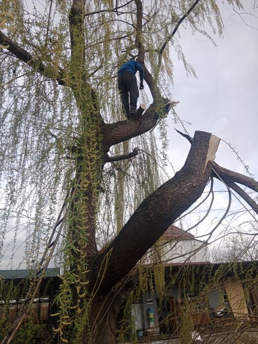 Спил деревьев обрезка плодовых