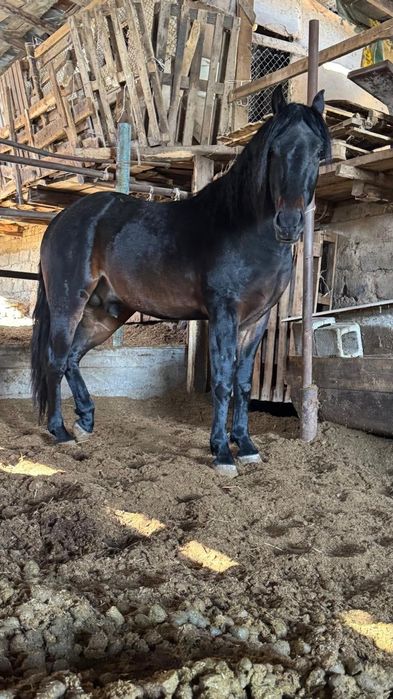 Продам жеребчика