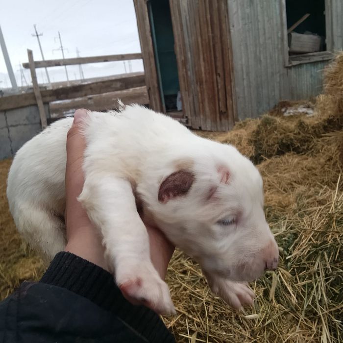 Продаётся алабай