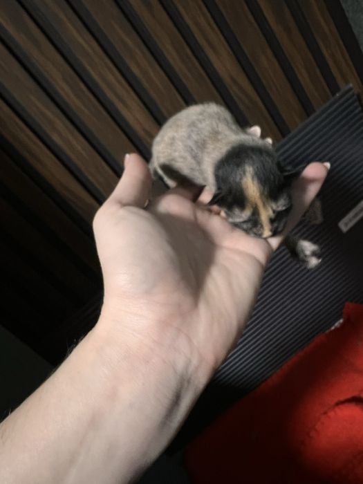 Продам Мейн Куна девочку