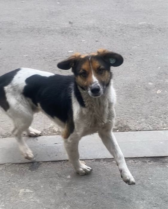 Найдена собака, мальчик