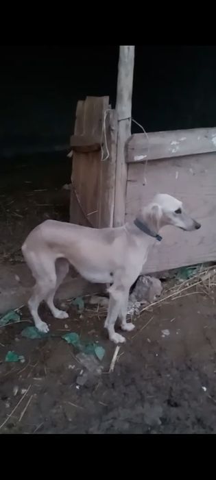 Құмай Тазы сатылады