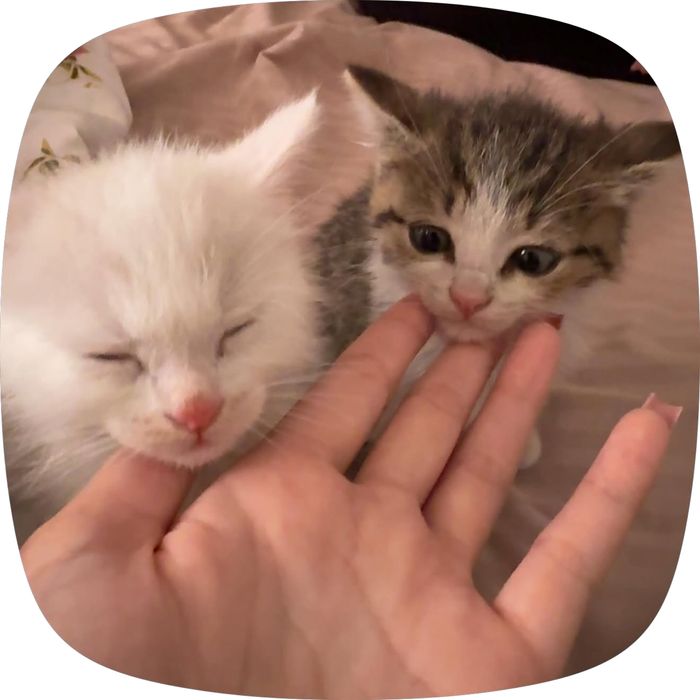 котенок белый сиамский
