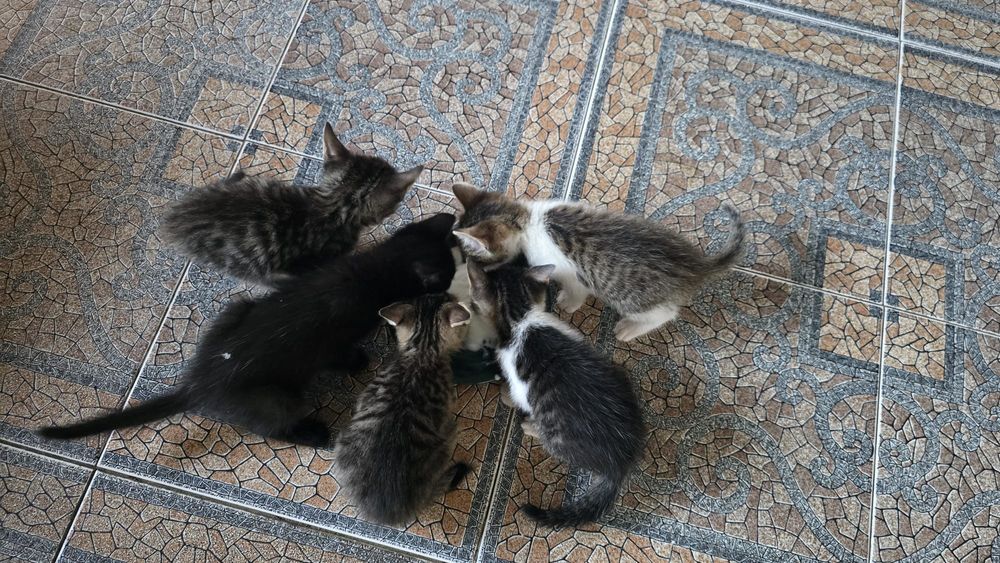 Donez pisoi 6 saptamani