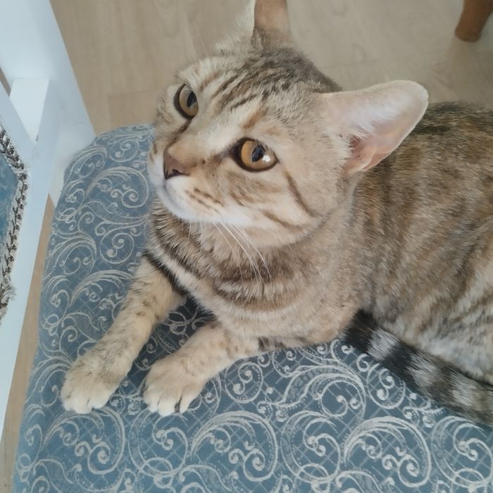 Взрослая кощка-мышеловка