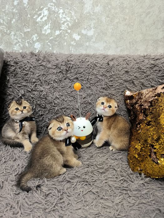 Чистокровные котята