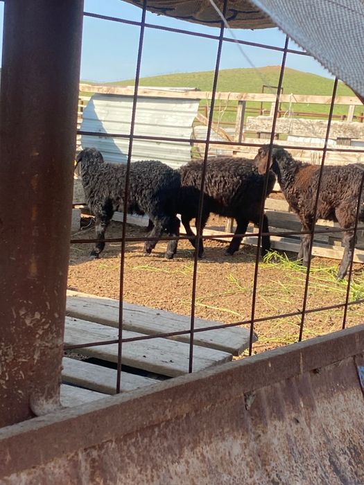 Өсіп қалған қозы 55 000т