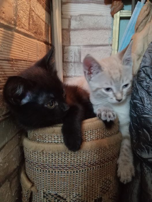Отдам котят в хорошие руки