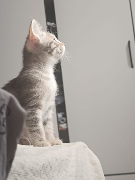 Отдам котят в хорошие руки