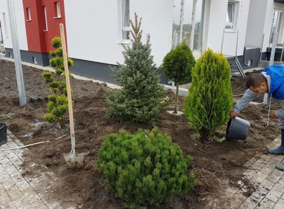 Plante ornamentale, prețuri avantajoase, En-gross oriunde transport