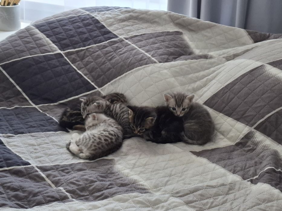 Котята шотландские