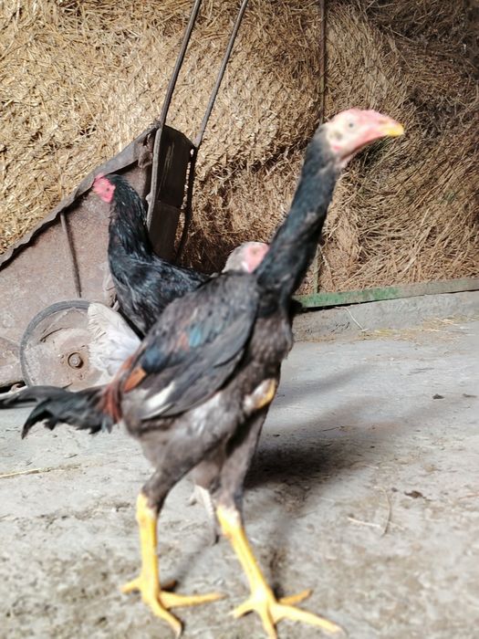 Xoroz sotiladi kulangi toza zot 5oylik