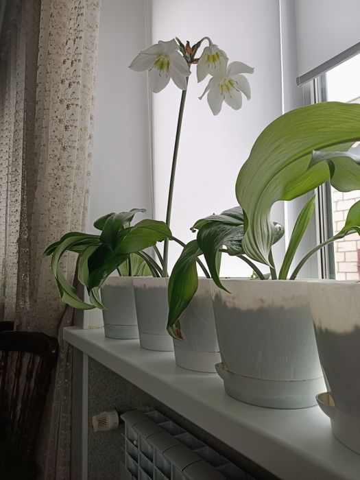 Продам домашние цветы